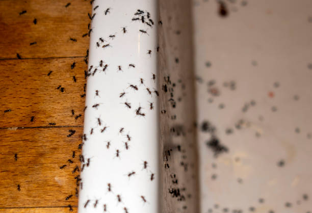 Pest Control for Restaurants in Hohenwald, TN