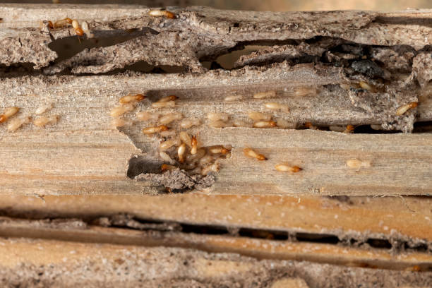 Best Pest Inspection Near Me  in Hohenwald, TN
