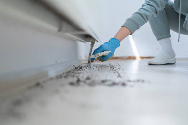Reliable Hohenwald, TN Pest Control Solutions